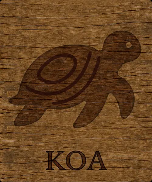 Koa, the wooden turtle
