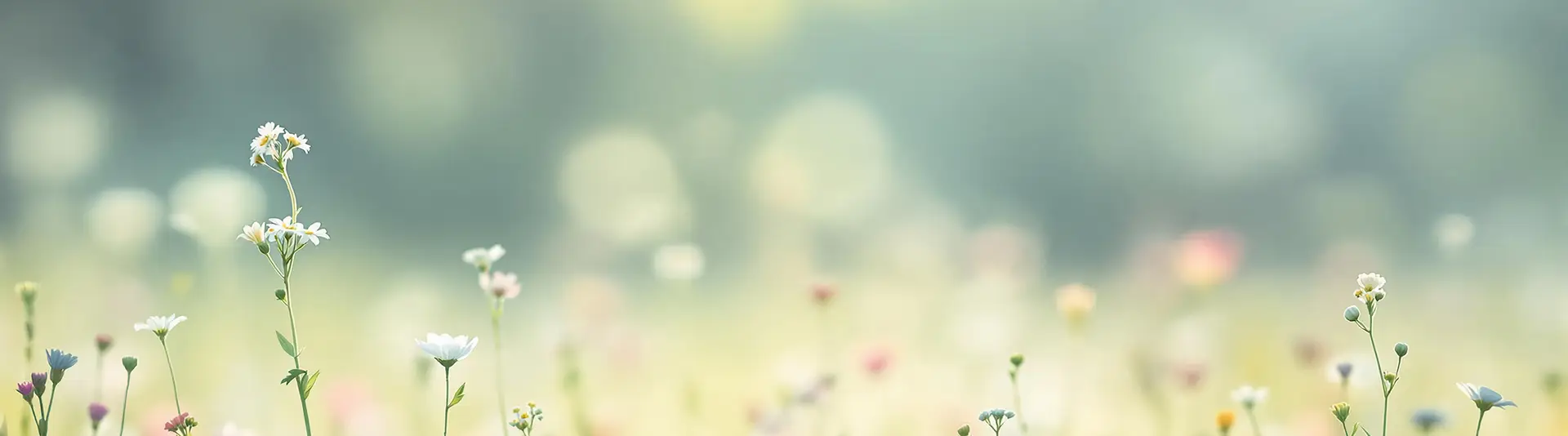 Wildflower field