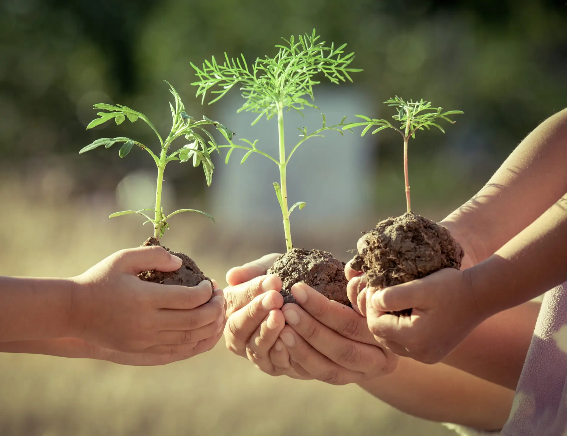 Hands holding young seedlings